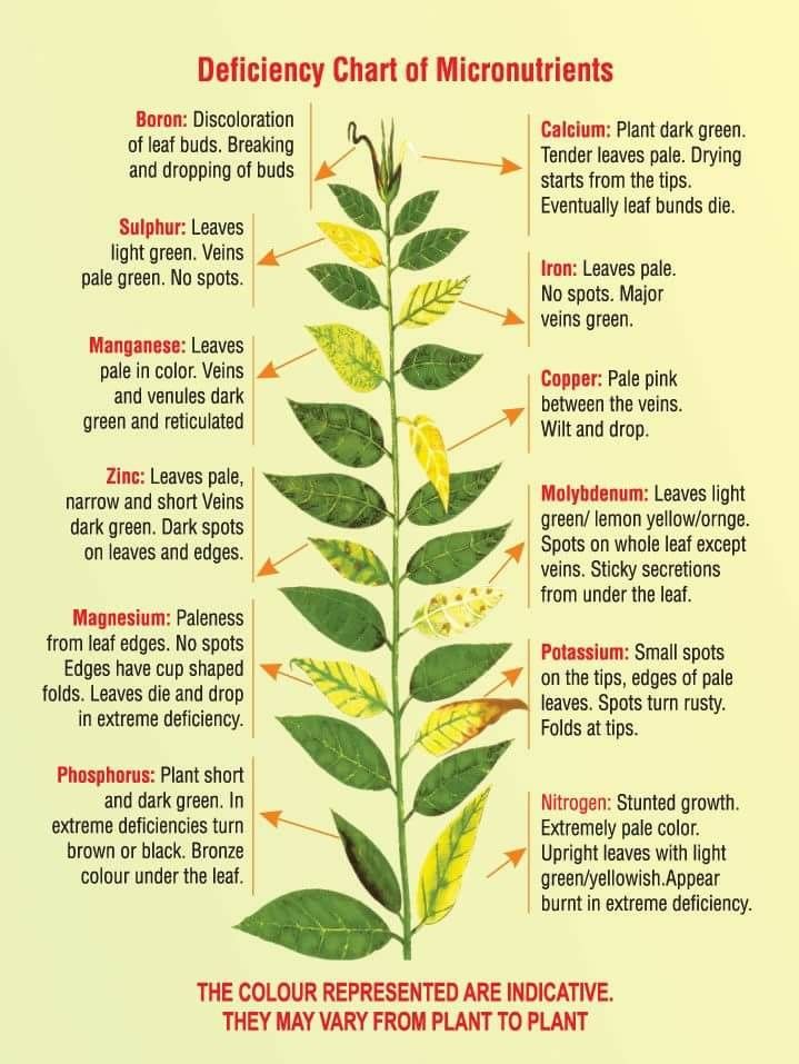 Nutrient Deficiency Symptoms in Crops
