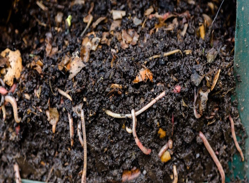 Fertilizers Unit Organic