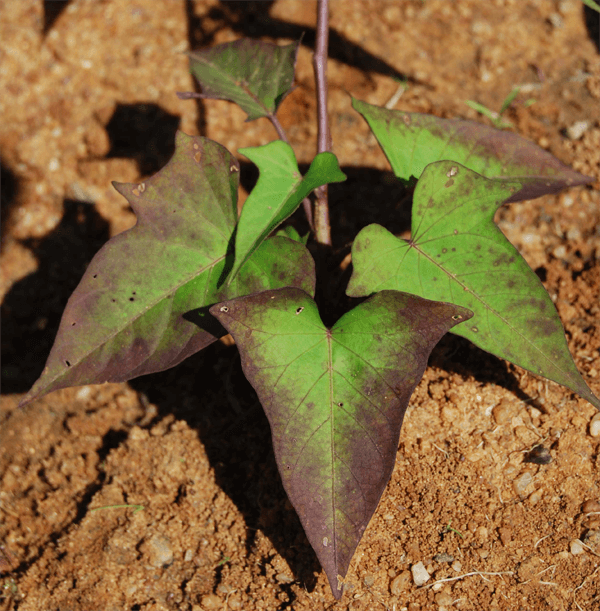 Phosphorus Deficiency
